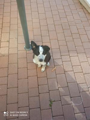 Border Collie - Anteprima 2