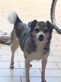 Regalo cagnolina di 12 anni