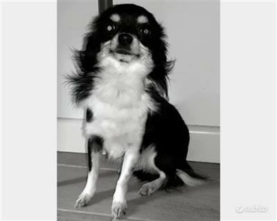Cerco Chihuahua femmina per accoppiamento