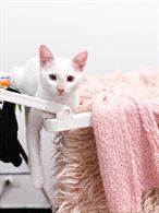 Foto 4 Cercasi Gatto Maschio Bianco per Primo Accoppiamento Siamese