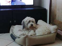 Foto 3 Maltipoo - Maltese / Barbaoncino
