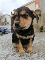 Spike: cucciolo futura taglia media