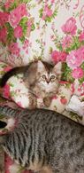 Una casa per queste gattine