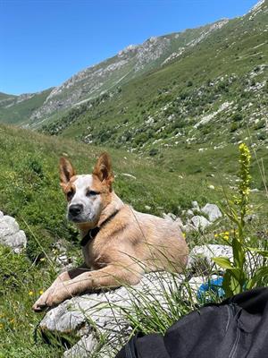 Australian cattle dog