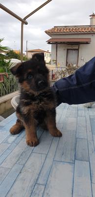 Cuccioli di pastore tedesco