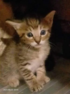 Regalasi 3 ultime bellissime gattine - Foto 3