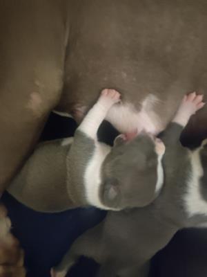 Cuccioli Amstaff