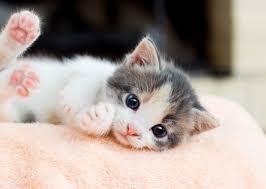 Regalo gattini