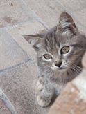 4 gattini e i loro genitori cercano casa