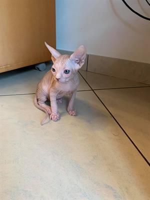 Cucciolo di Canadian Sphynx - Foto 4