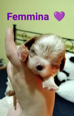 Cuccioli cavalier king con Pedigree disponibili