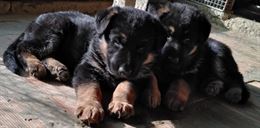 Cuccioli di pastore tedesco
