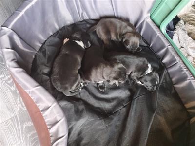 Staffordshire bull terrier pedigree ENCI