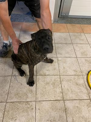 Cane corso - Foto 5