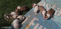 Foto 5 American bulldog