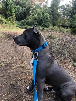 Pitbul accoppiamento