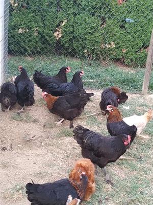 Galline uova colorate araucana, marans, olive egger - Foto 5