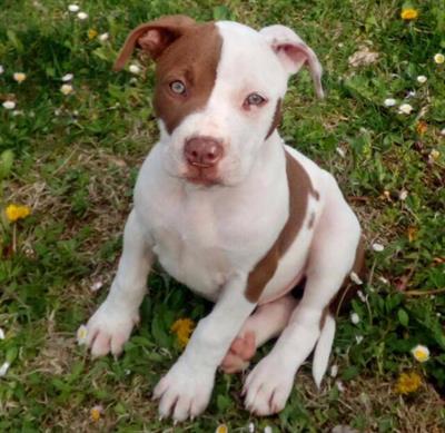 Cuccioli Pitbull Red Nose Ukc