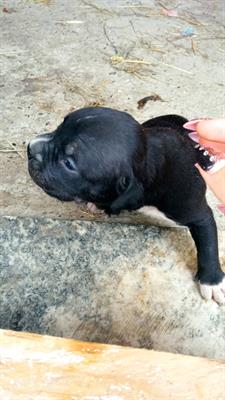 Cuccioli American Razza Pitbull Terrier - Foto 5