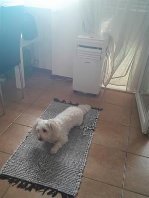 Cagnolina - Foto 2