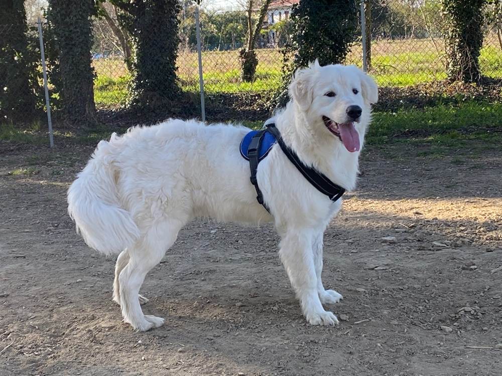 Pastore Razza maremmano abruzzese - Cani a Venezia