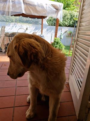 Golden Retriver
