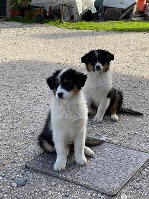 Cuccioli di pastore australiano