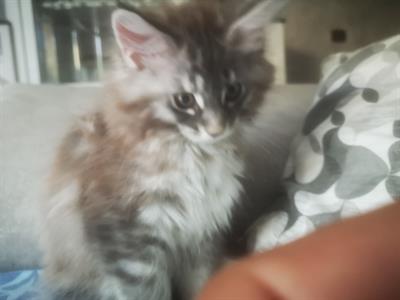 Cucciolo main coon
