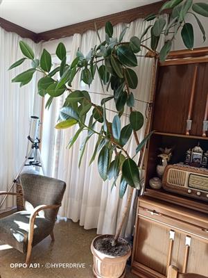 PIANTA DI FICUS - Foto 3