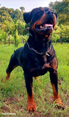 Cuccioli Rottweiler