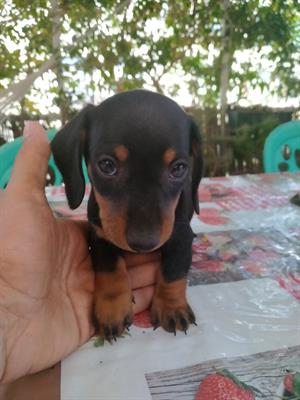 Cuccioli di bassotto tedesco originali, colore nero focato, ottimo stato - Foto 4