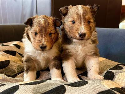 Cuccioli Shetland, genitori visibili - Anteprima 1