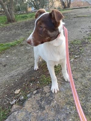 ANTONY Cucciolo 6 mesi mix Border Collie - Anteprima 1