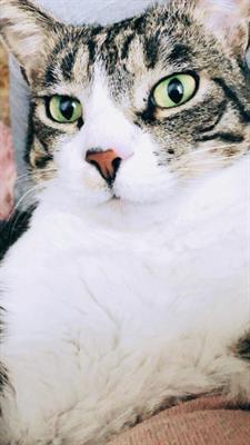 COCO GATTO DOLCE E AFFETTUOSO
