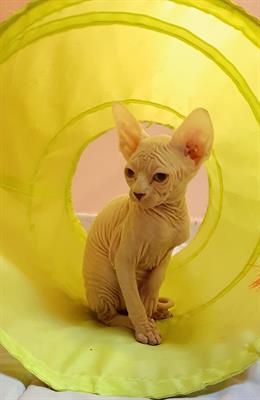 Canadian Sphinx con pedigree da compagnia