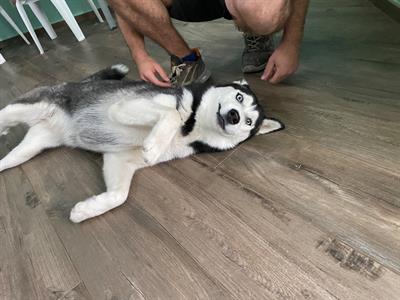 Siberian Husky da accoppiamento