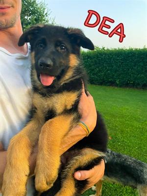 Cuccioli di pastore tedesco