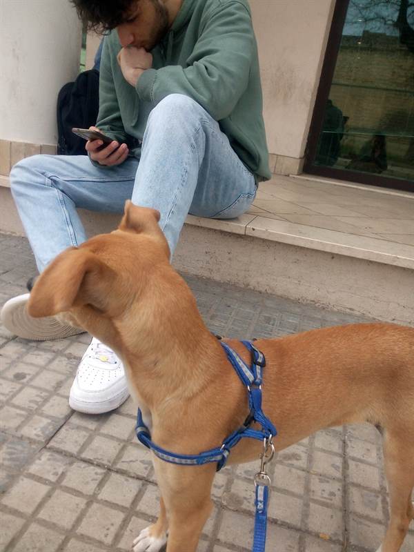 Incrocio con pincerina, cerca adozione