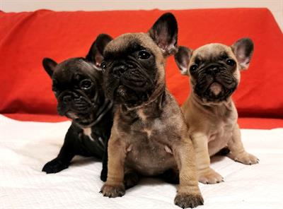 Cucciolo bulldog francese