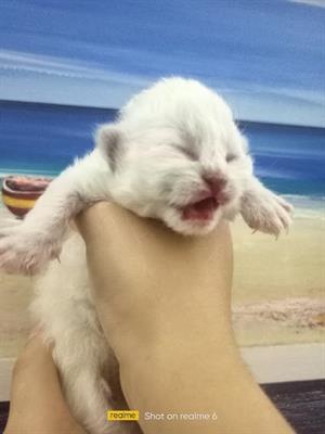Cuccioli gatto siberiano