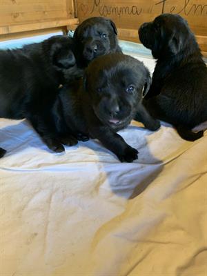 Cuccioli Razza Labrador, color miele - Foto 5