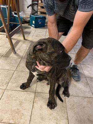 Cane corso - Anteprima 1