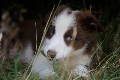 Cuccioli di Border Collie con pedegree