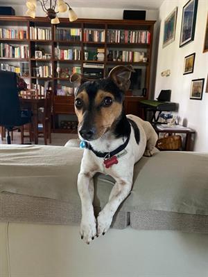 Minni, Jack Russel di un anno aspetta una famiglia