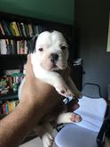 Cuccioli di American Bully