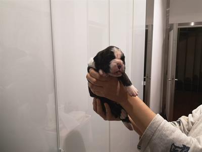 Boxer cuccioli con pedigree - Anteprima 2
