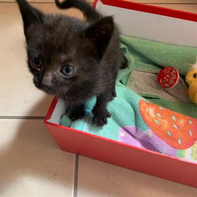 Gatto nero in vendita - Anteprima 1