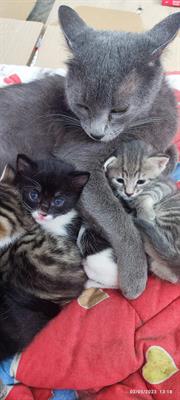 Gattini bellissimi Razza Europeo - Foto 2