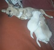 Chihuahua - genitori visibili