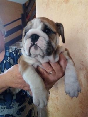 Bulldog inglese
